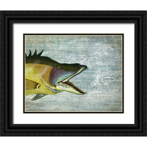Hog Fish print on nautical map image Black Ornate Wood Framed Art Print with Double Matting by Fab Funky
