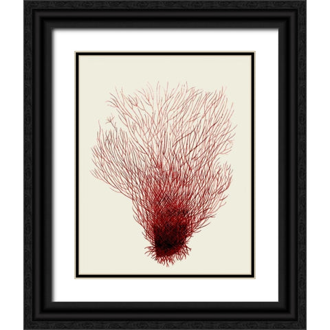 Red Corals 2 d Black Ornate Wood Framed Art Print with Double Matting by Fab Funky