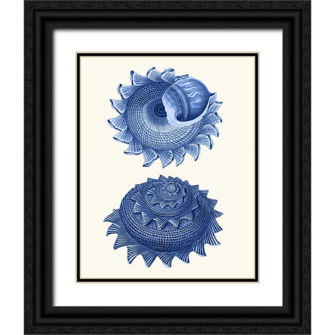 2 Blue Shells b Black Ornate Wood Framed Art Print with Double Matting by Fab Funky