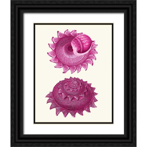 Pink Shells b Black Ornate Wood Framed Art Print with Double Matting by Fab Funky