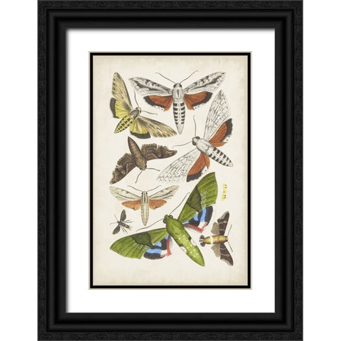 Antique Moths II Black Ornate Wood Framed Art Print with Double Matting by Unknown