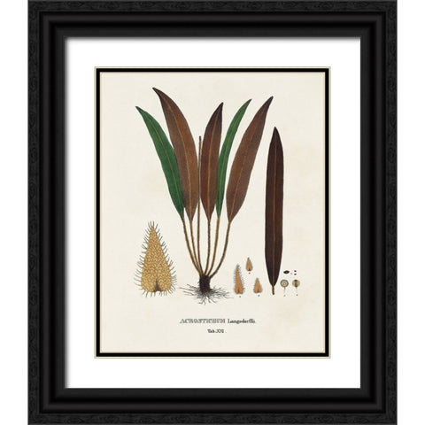 Botanical Society Ferns I Black Ornate Wood Framed Art Print with Double Matting by Vision Studio