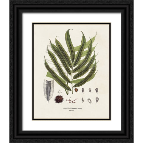 Botanical Society Ferns II Black Ornate Wood Framed Art Print with Double Matting by Vision Studio