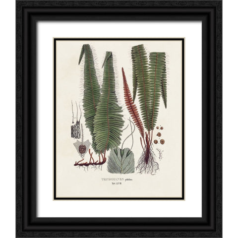 Botanical Society Ferns IV Black Ornate Wood Framed Art Print with Double Matting by Vision Studio