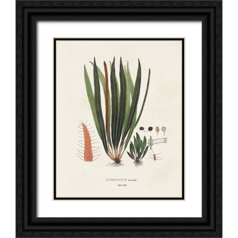 Botanical Society Ferns V Black Ornate Wood Framed Art Print with Double Matting by Vision Studio