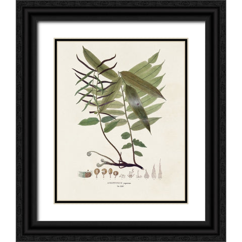 Botanical Society Ferns VI Black Ornate Wood Framed Art Print with Double Matting by Vision Studio