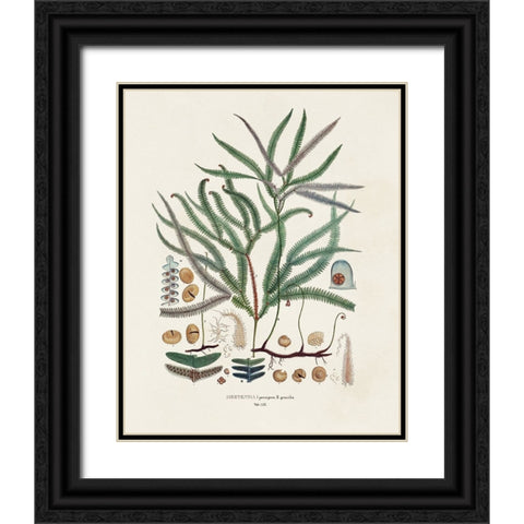 Botanical Society Ferns VII Black Ornate Wood Framed Art Print with Double Matting by Vision Studio
