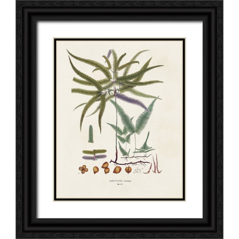Botanical Society Ferns VIII Black Ornate Wood Framed Art Print with Double Matting by Vision Studio
