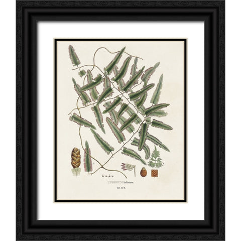 Botanical Society Ferns X Black Ornate Wood Framed Art Print with Double Matting by Vision Studio