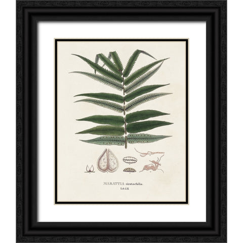 Botanical Society Ferns XII Black Ornate Wood Framed Art Print with Double Matting by Vision Studio