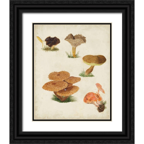 Mushroom Species V Black Ornate Wood Framed Art Print with Double Matting by Vision Studio