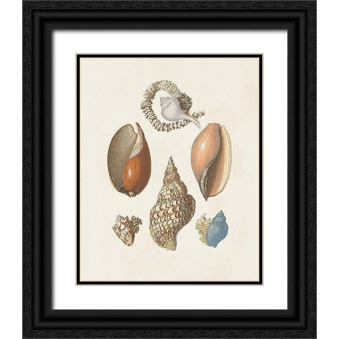 Knorr Shells And Coral I Black Ornate Wood Framed Art Print with Double Matting by Knorr