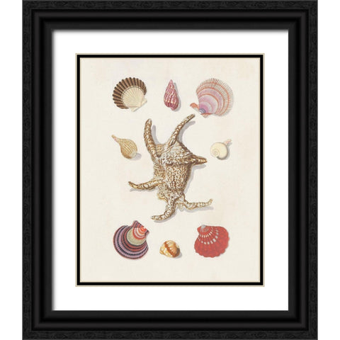 Knorr Shells And Coral II Black Ornate Wood Framed Art Print with Double Matting by Knorr