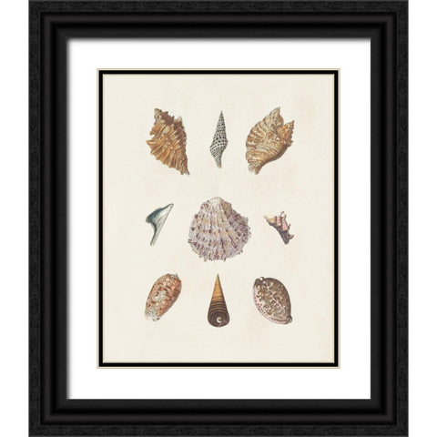 Knorr Shells And Coral VI Black Ornate Wood Framed Art Print with Double Matting by Knorr
