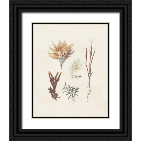 Knorr Shells And Coral VII Black Ornate Wood Framed Art Print with Double Matting by Knorr