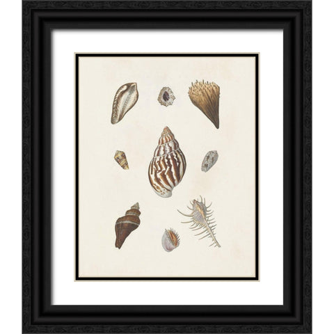 Knorr Shells And Coral IX Black Ornate Wood Framed Art Print with Double Matting by Knorr