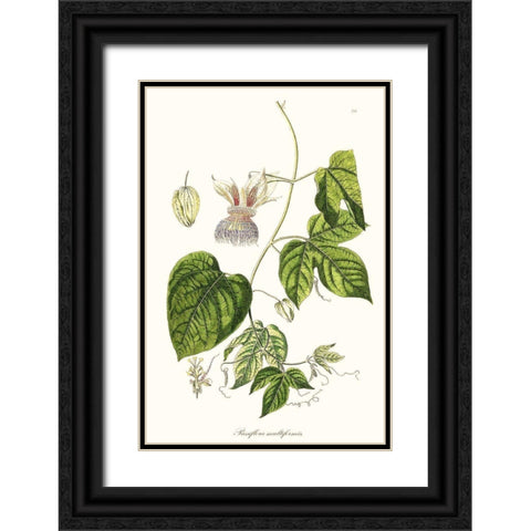 Passion Flower Trio I Black Ornate Wood Framed Art Print with Double Matting by Unknown