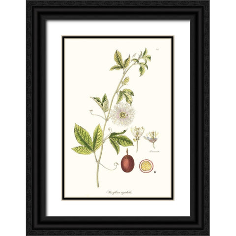 Passion Flower Trio II Black Ornate Wood Framed Art Print with Double Matting by Unknown