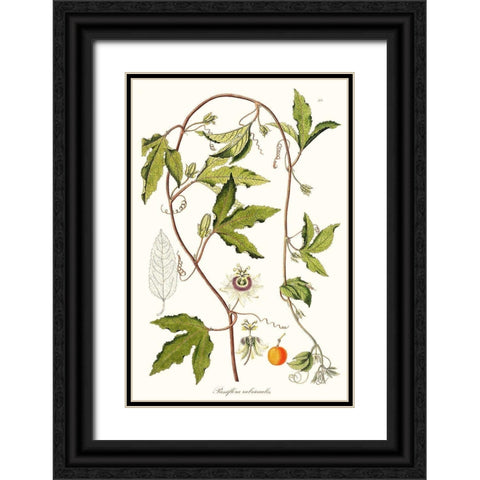 Passion Flower Trio III Black Ornate Wood Framed Art Print with Double Matting by Unknown