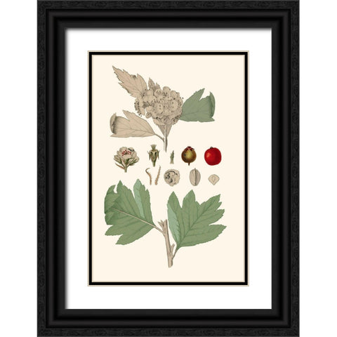 Leaves And Berries IV Black Ornate Wood Framed Art Print with Double Matting by Vision Studio