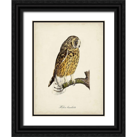 French Owls II Black Ornate Wood Framed Art Print with Double Matting by de Langlois