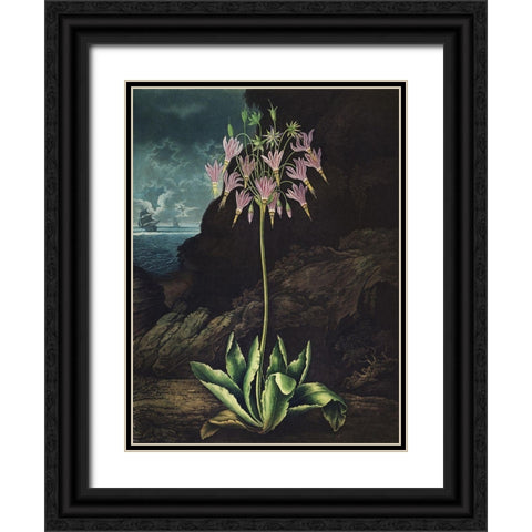 Temple of Flora II Black Ornate Wood Framed Art Print with Double Matting by Thornton, Dr. Robert J.