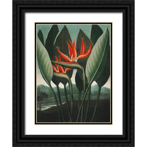 Temple of Flora IV Black Ornate Wood Framed Art Print with Double Matting by Thornton, Dr. Robert J.