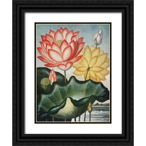 Temple of Flora V Black Ornate Wood Framed Art Print with Double Matting by Thornton, Dr. Robert J.