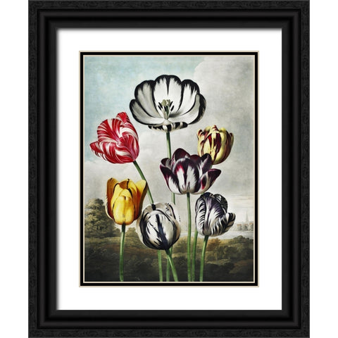 Temple of Flora VI Black Ornate Wood Framed Art Print with Double Matting by Thornton, Dr. Robert J.