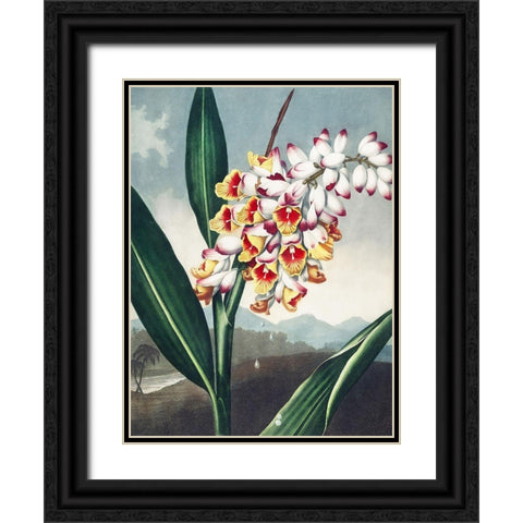 Temple of Flora VII Black Ornate Wood Framed Art Print with Double Matting by Thornton, Dr. Robert J.