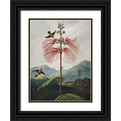 Temple of Flora VIII Black Ornate Wood Framed Art Print with Double Matting by Thornton, Dr. Robert J.