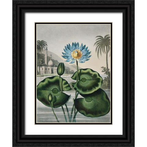 Temple of Flora IX Black Ornate Wood Framed Art Print with Double Matting by Thornton, Dr. Robert J.