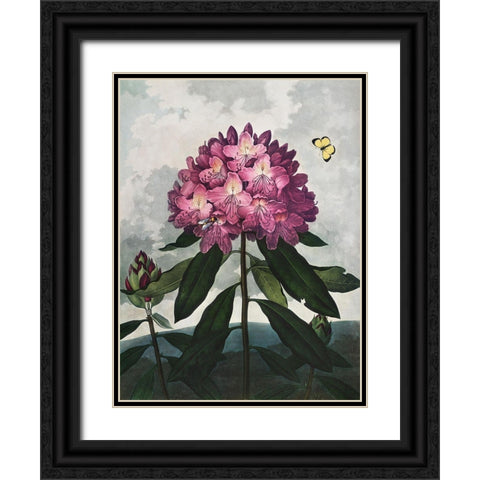 Temple of Flora X Black Ornate Wood Framed Art Print with Double Matting by Thornton, Dr. Robert J.