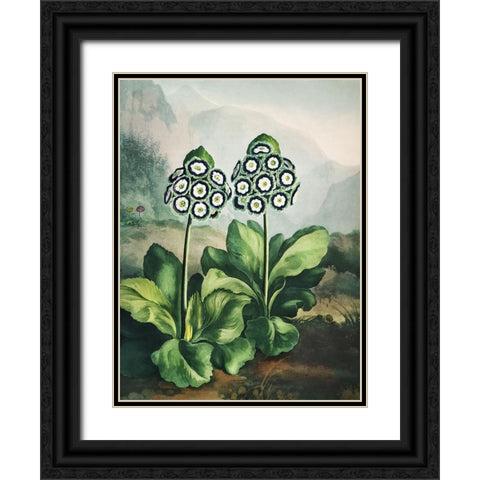 Temple of Flora XI Black Ornate Wood Framed Art Print with Double Matting by Thornton, Dr. Robert J.