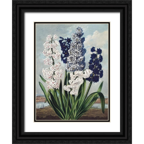 Temple of Flora XII Black Ornate Wood Framed Art Print with Double Matting by Thornton, Dr. Robert J.