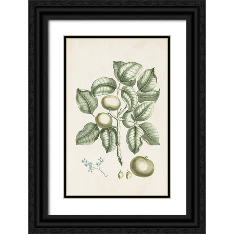 Buchoz Tropicals I Black Ornate Wood Framed Art Print with Double Matting by Vision Studio