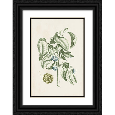 Buchoz Tropicals V Black Ornate Wood Framed Art Print with Double Matting by Vision Studio
