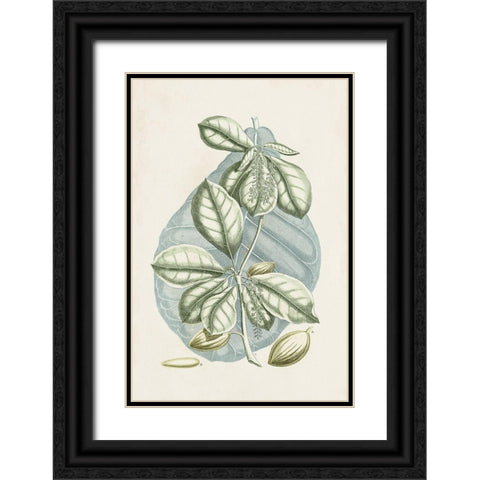 Buchoz Tropicals VI Black Ornate Wood Framed Art Print with Double Matting by Vision Studio