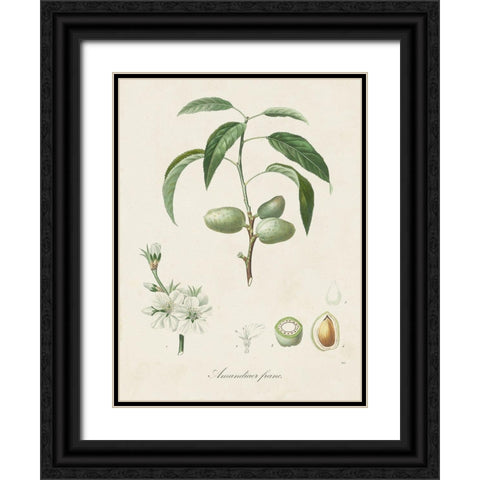 Antique Almond Botanical I Black Ornate Wood Framed Art Print with Double Matting by de Langlois