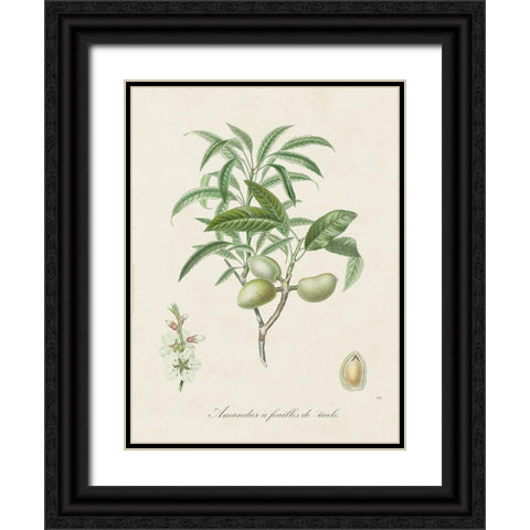 Antique Almond Botanical II Black Ornate Wood Framed Art Print with Double Matting by de Langlois