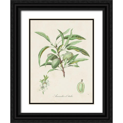 Antique Almond Botanical III Black Ornate Wood Framed Art Print with Double Matting by de Langlois