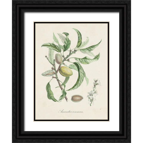 Antique Almond Botanical IV Black Ornate Wood Framed Art Print with Double Matting by de Langlois