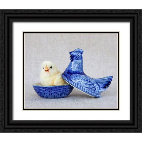 Chick in Blue Hen Black Ornate Wood Framed Art Print with Double Matting by Soderman, Tania
