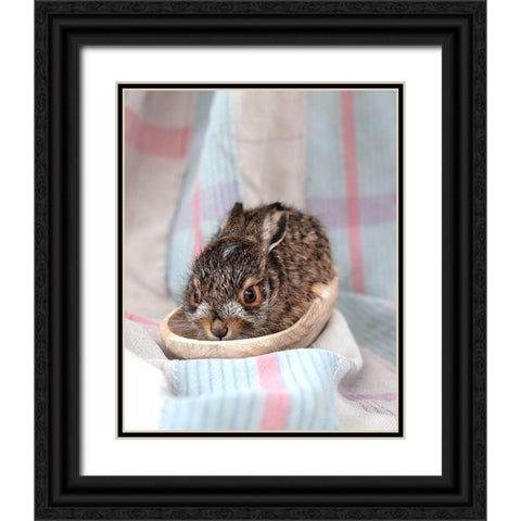 Baby Rabbit II Black Ornate Wood Framed Art Print with Double Matting by Soderman, Tania
