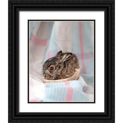 Baby Rabbit III Black Ornate Wood Framed Art Print with Double Matting by Soderman, Tania