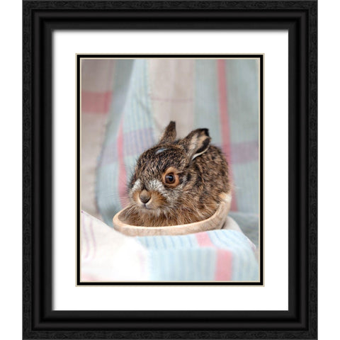 Baby Rabbit IV Black Ornate Wood Framed Art Print with Double Matting by Soderman, Tania