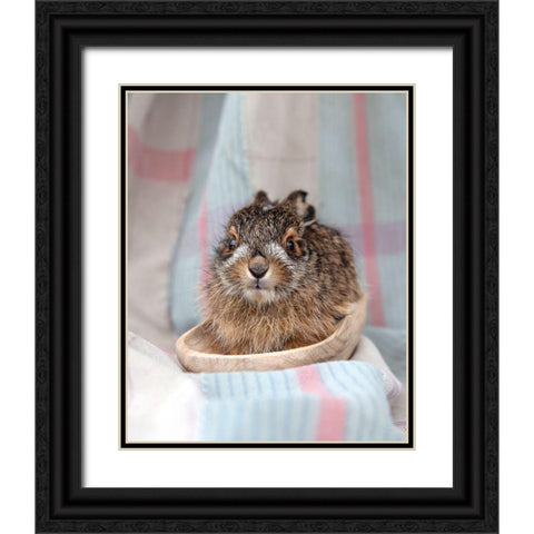 Baby Rabbit V Black Ornate Wood Framed Art Print with Double Matting by Soderman, Tania