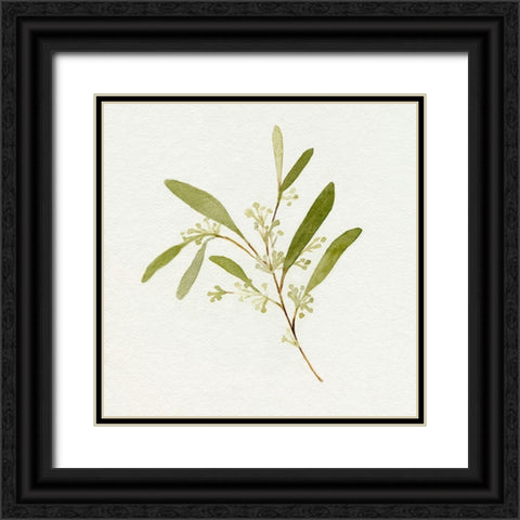 Eucalyptus Collection II Black Ornate Wood Framed Art Print with Double Matting by Caroline, Emma