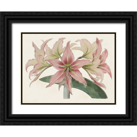 Amaryllis Varietals I Black Ornate Wood Framed Art Print with Double Matting by Ridgeway