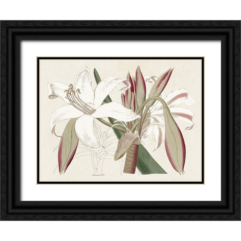 Amaryllis Varietals II Black Ornate Wood Framed Art Print with Double Matting by Ridgeway